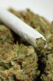 /album/photogallery/marijuana-jpg/