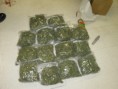 /album/photogallery/pounds-of-marijuana-delivered-to-seattle-kmart-dajt-0-jpg/
